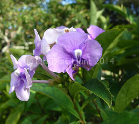 a visit to morikami gardens, gardening, outdoor living, Brunfelsia grandiflora or Yesterday Today and Tomorrow