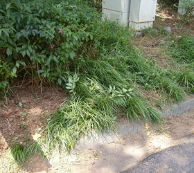 what s an effective way to get rid of liriope my entire front yard, Here s another view of where I ve dug up some but it stretches several feet behind the forsythia