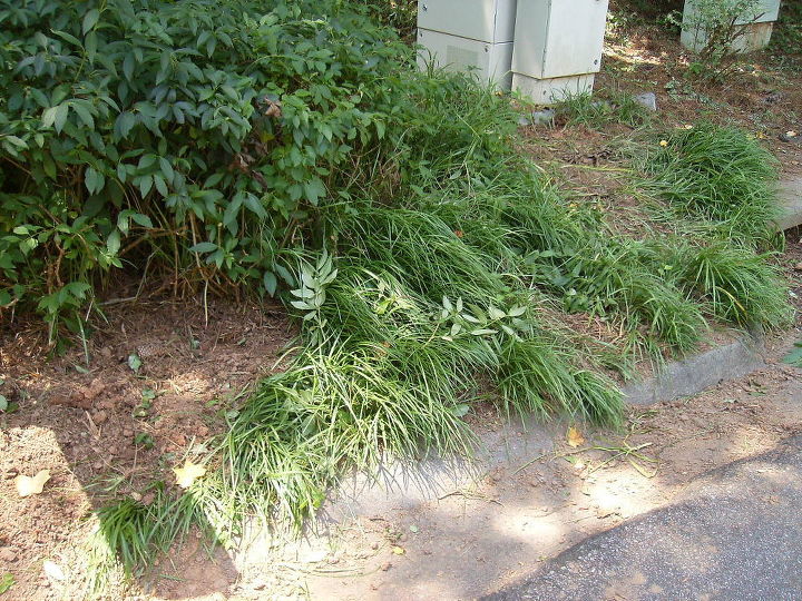 what s an effective way to get rid of liriope my entire front yard, Here s another view of where I ve dug up some but it stretches several feet behind the forsythia