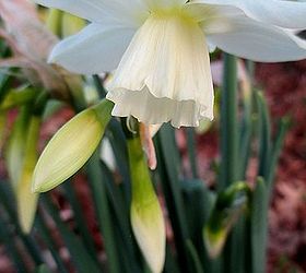 signs of spring at our fairfield home garden, gardening, Narcissus Thalia for sweet frangrance and o
