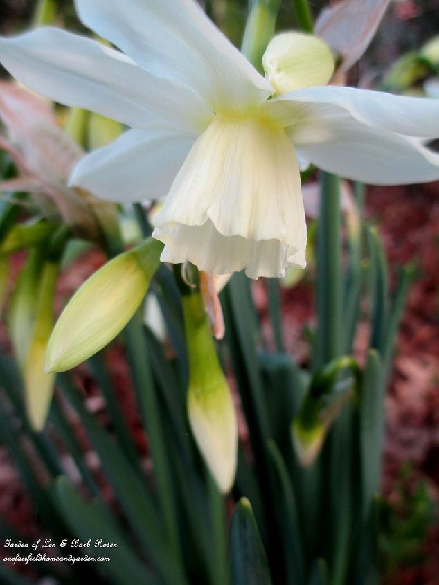 signs of spring at our fairfield home garden, gardening, Narcissus Thalia for sweet frangrance and o