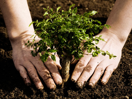 fall is for tree planting why we need more trees, flowers, gardening, perennials