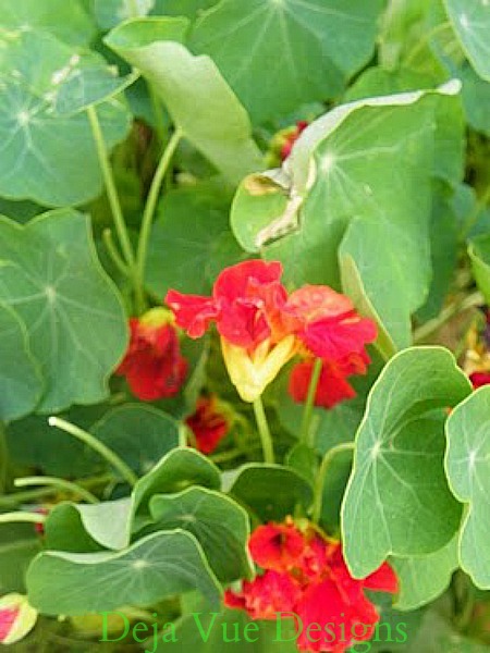 do you wish you had a green thumb, flowers, gardening, Tammy grows this edible annual every year Nasturtium can be used as garnish and in salads