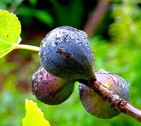 the 5 easiest and yummiest fruits to grow in a container garden, container gardening, flowers, gardening, Figs are delicious and nutritious they re a taste of gourmet in the garden