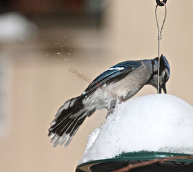 the loss of a visiting bird borrowed time, gardening, pets animals, A blue jay enjoys his her version of a snow cone Image featured in a comment to Miriam of HT
