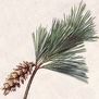 White Pine Land Studio, LLC