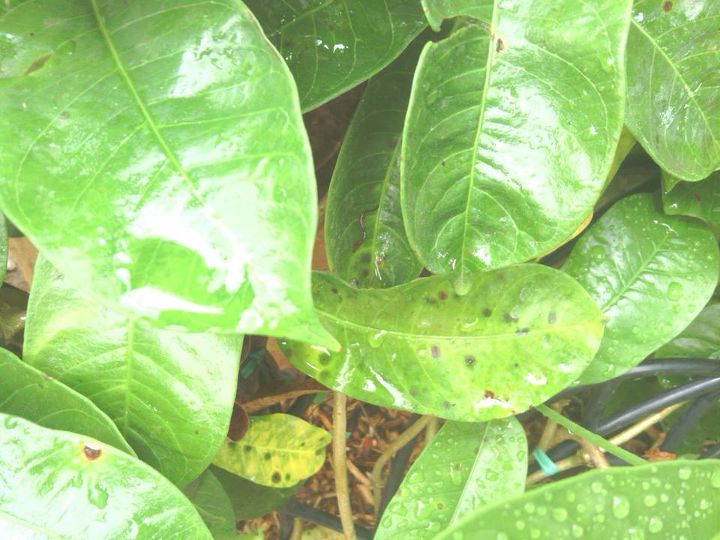 spots, gardening