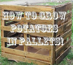 how to grow potatoes in a pallet container, container gardening, gardening, pallet