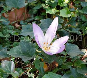 a visit to central park s conservatory garden, gardening, Colchicum blooming amidst the ivy