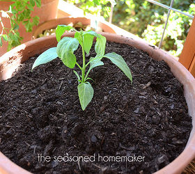 container gardening, container gardening, gardening, Because one jaIapeno plant will produce a lot of pepperes I only planted one in the middle of the pot