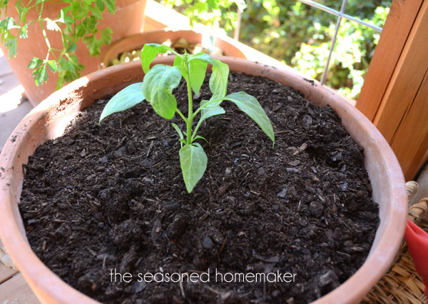 jardinagem em continer, Como uma planta de jalape o produz muitas pimentas plantei apenas uma no centro do vaso