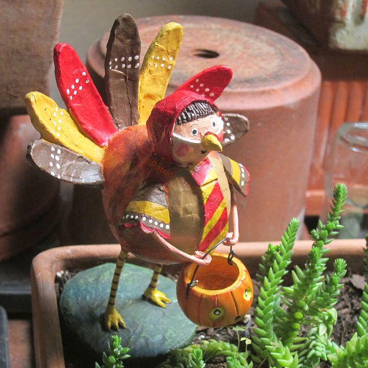 conclusion of follow up halloween decor part 4 of 4, flowers, gardening, halloween decorations, seasonal holiday d cor, succulents, thanksgiving decorations, Dressed as a turkey a trick OR treater enjoys being with succulents VIEW ONE