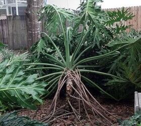 a trunk of our philodendron fell over last night what should we do with it, Fallen philodendron