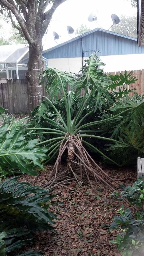 a trunk of our philodendron fell over last night what should we do with it, gardening, Fallen philodendron