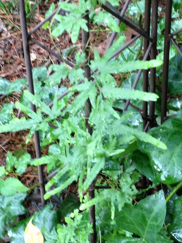 q identifying, gardening, Does anyone know what the name of this Fern is It appears every year and is a climbing fern