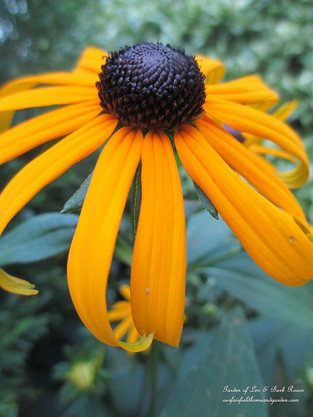 morning coffee on the front porch, container gardening, flowers, gardening, outdoor living, Black Eyed Susans for the Goldfinches and late summer color