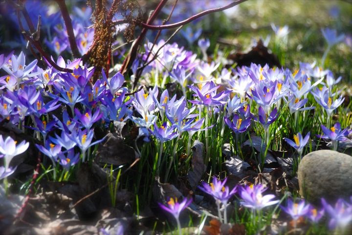april showers bring march flowers, flowers, gardening, Crocus tommasinianus at Gilmore Gardens
