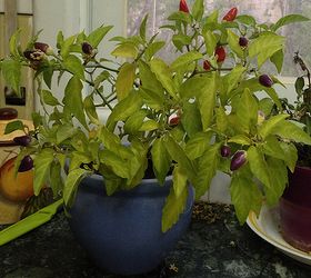 pepper plant update, gardening