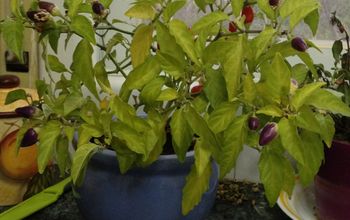 Pepper Plant Update