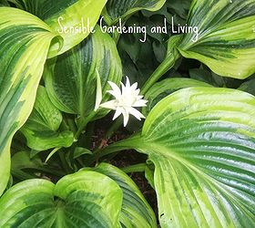 growing hosta the perfect shade plant, flowers, gardening, Hosta in bloom Many are very fragrant