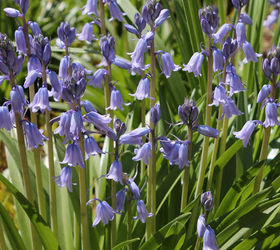 spring is blooming, flowers, gardening, perennials, Virginia Bluebells