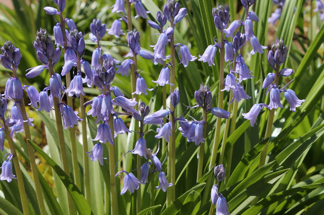 spring is blooming, flowers, gardening, perennials, Virginia Bluebells