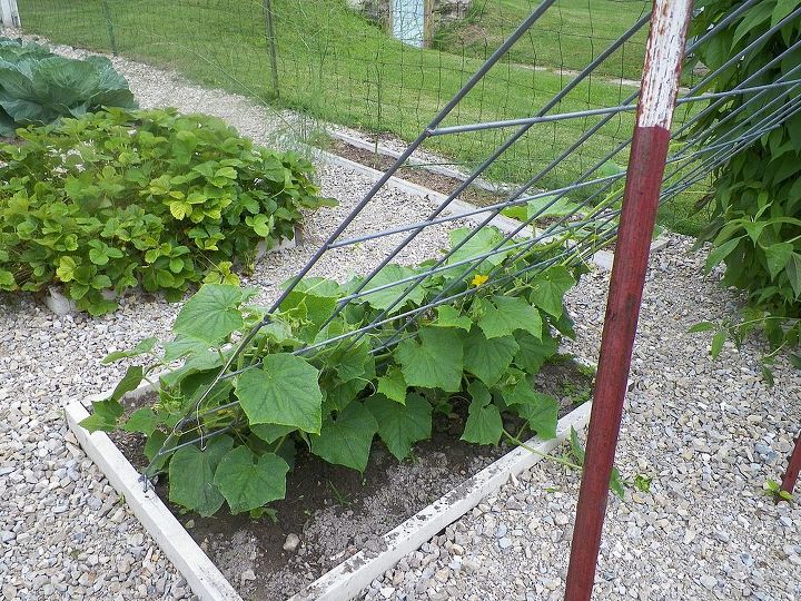 2013 garden, gardening, Cucumbers