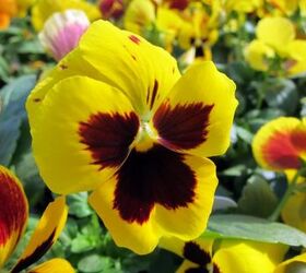 planting pansies in the winter