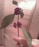 pretty shrub with violet berries, gardening