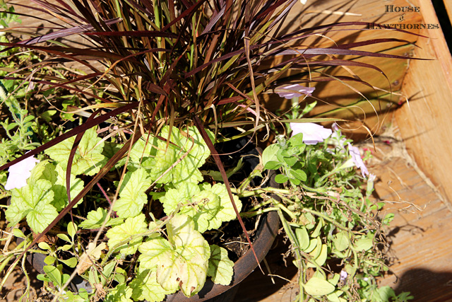 adding fall to a summer container garden, container gardening, gardening, It contained a Purple Fountain Grass Pennisetum setaceum Rebrum Circus Coral Bells Heuchera Circus PPAF and an ugly stringy past its prime light purple Trailing Petunia Petunia x hybrida