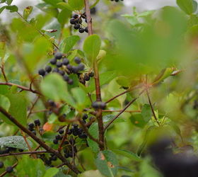does anybody know what this berry is and whether or not you can eat it, gardening, unidentified berries