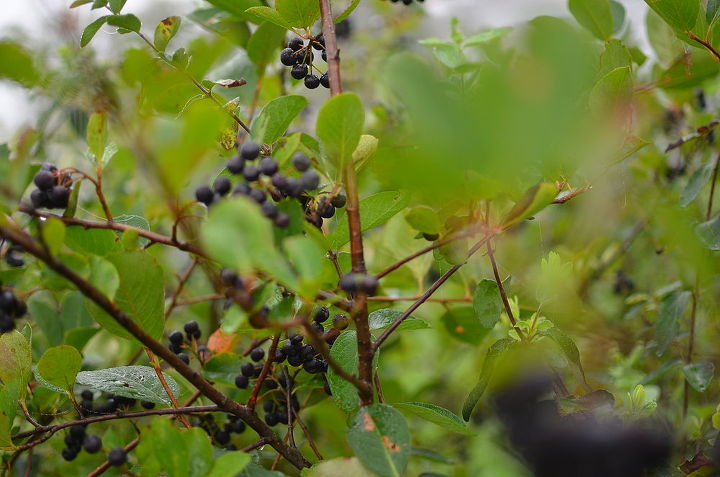 does anybody know what this berry is and whether or not you can eat it, gardening, unidentified berries