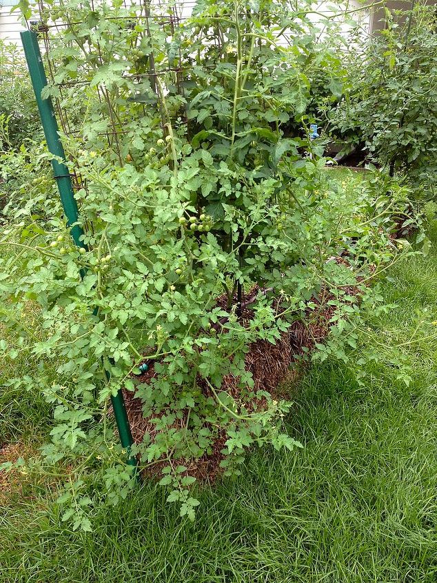 a jardinagem com fardos de palha realmente funciona, Tomates em agosto Eles parecem ter se sa do muito bem