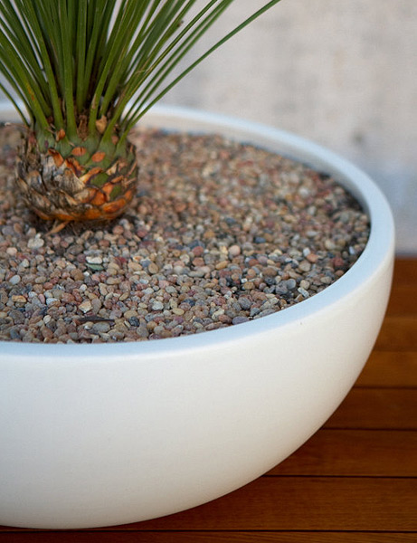how to make a modern indoor echeveria planter win the planter, flowers, gardening, succulents, Here is another idea of how it could be planted