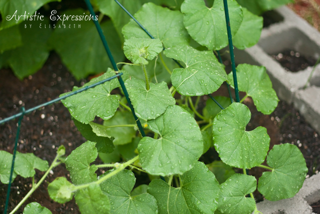 why are my cucumber and cantaloupe leaves spotted, flowers, gardening, raised garden beds, Cantaloupe leaves staked on two trellises