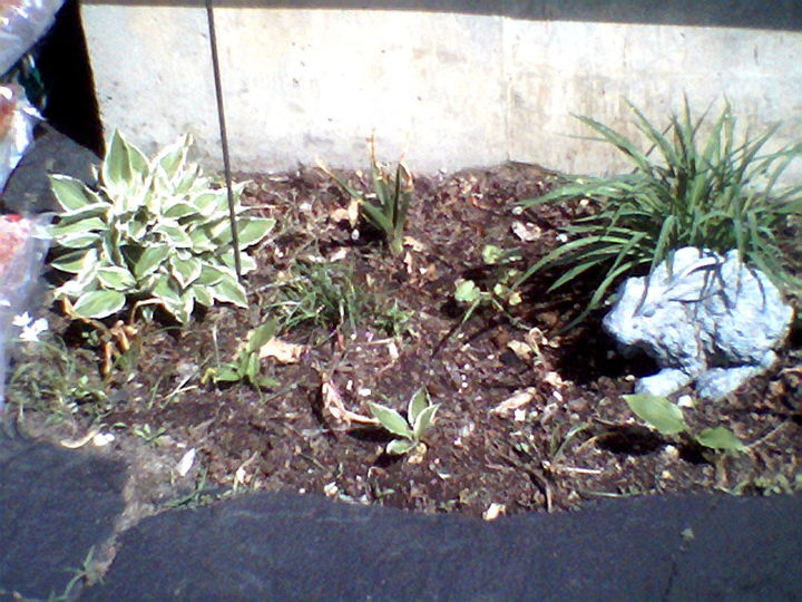 transplanted perennials from old home to new yard weed control, flowers, gardening, landscape, perennial, Hyacynths Tulips Daphies for spring Lilly and hostas egde the garage A very sunny spot