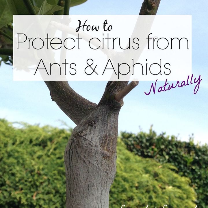 simple natural tip to keep citrus trees free of ants and aphids, pest control