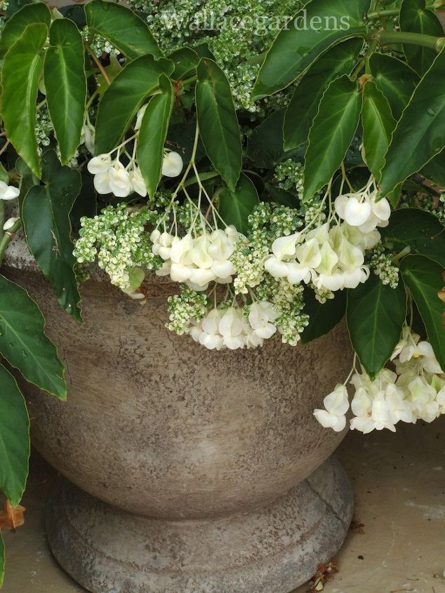 plantas patriticas para una fiesta del 4 de julio patritico vidaurbana, Begonias blancas