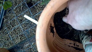 how to plant a strawberry jar that lives, gardening, Plant in layers Sprinkle pelleted or slow release fertilizer in each layer
