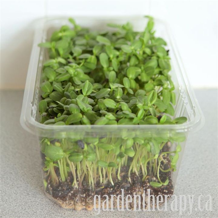 garden recycling projects, container gardening, crafts, gardening, mason jars, succulents, Sunflower micro greens in a recycled salad box
