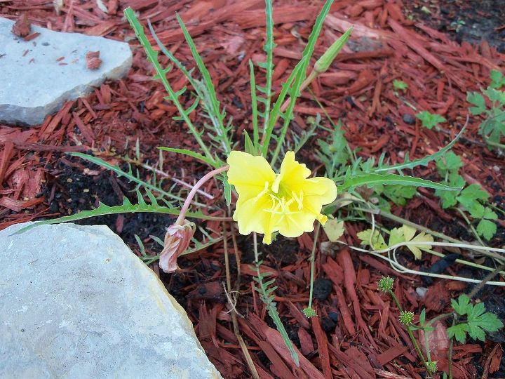 mellow yellow, flowers, gardening, evening primrose
