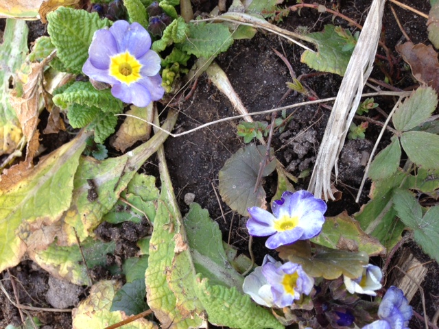 it s beginning to look like spring in northern michigan, flowers, gardening, Primrose starting to come alive They need to be groomed of the deadish leaves