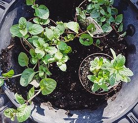 plant your herb garden in containers, container gardening, gardening