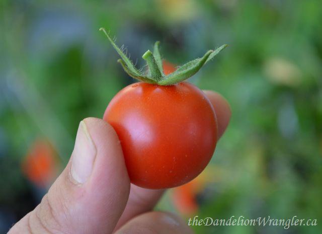 criando uma horta em pequenos espaos, Olhar Eu tamb m tenho um Os tomates cereja cresceram abundantemente na minha fazenda caseira