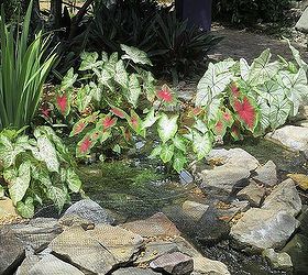 new bog, gardening, ponds water features, Bog has two small waterfalls that run into Koi pond