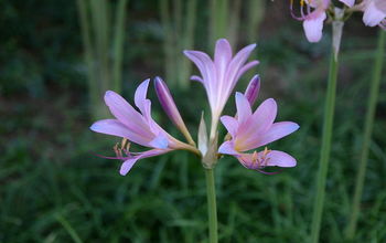 Find out about magic lilies and "naked ladies" for your garden.