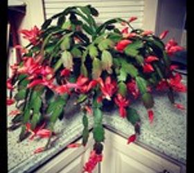 how my christmas cactus bloomed for halloween, gardening