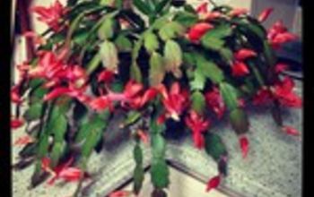 How my Christmas cactus bloomed for Halloween
