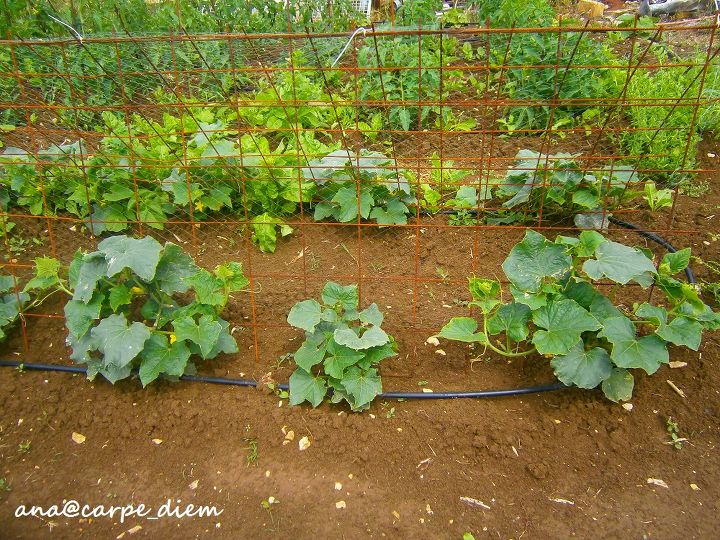 our 1 year old vegetable garden, gardening, cucambers