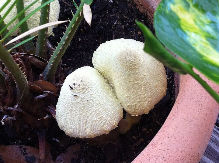 four toadstools popped up with the sago palm, gardening